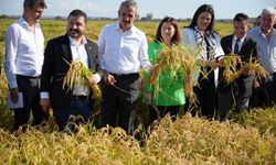 Edirne'de tarıma üç yeni pirinç çeşidi kazandırıldı