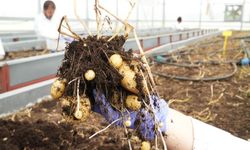 Çiftçilerin beklentisine uygun yerli ve milli patates çeşitleri geliştiriliyor