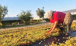 Üzüm üreticilerinin gözü kulağı meteorolojide