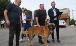 176 sokak köpeği bekçi köpeği oldu!