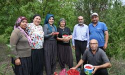 Toroslar'da yetişen şifalı kızılcık kirazının hasadı başladı