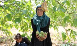 Bu köyün cevizi Amerika ve Avrupa'ya gönderiliyor