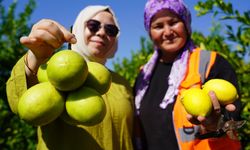 Yılda 1 milyon tondan fazla üretiliyor: Limonun başkentinde hasat başladı