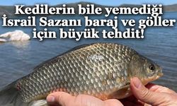 Kedilerin bile yemediği İsrail Sazanı baraj ve göller için büyük tehdit!