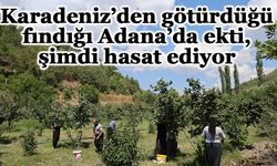 Karadeniz’den götürdüğü fındığı Adana’da ekti, şimdi hasat ediyor