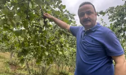 Ordu Milletvekili Naci Şanlıtürk’ün gündemi fındık ve Kahverengi Kokarca