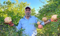 Avrupa Birliği tescilli narın hasadı başladı