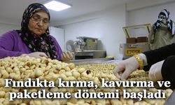 Fındıkta hasat ve kurutma bitti; kırma, kavurma ve paketleme dönemi başladı