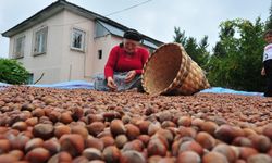 Fındık ihracatı geçen yılı geçti