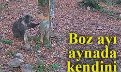 Boz ayı aynada kendini görüp şok yaşadı