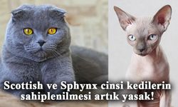 Scottish ve Sphynx cinsi kedilerin sahiplenilmesi artık yasak!