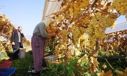 Yeni yılın ilk sofralarını Manisa'nın üzümü tatlandıracak