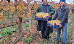 Yılbaşı Üzümleri Yola Çıktı!