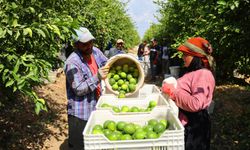 Suriyelilerin ülkelerine dönüşü tarım sektörünü sekteye uğratabilir endişesi!