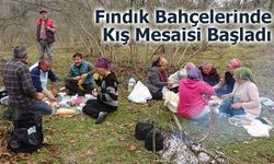 Fındık Bahçelerinde Kış Mesaisi Başladı: Kadınlar ve Erkekler Omuz Omuza Çalışıyor