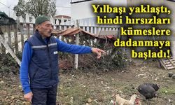 Yılbaşı yaklaşırken, hindi hırsızları kümeslere dadanmaya başladı!