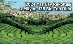 2024 Yaş Çay Rekoltesi 1 Milyon 438 Bin Ton Oldu