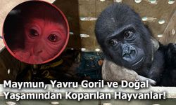 Maymun, Yavru Goril ve Doğal Yaşamından Koparılan Hayvanlar!