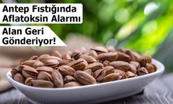 Antep Fıstığında Zehirli Tür Tespit Edildi: Yunanistan Ürünleri Geri Gönderdi