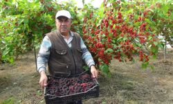 Silifke'nin Karadutu Dünya Pazarında: Yüzde 70'i İhraç Ediliyor