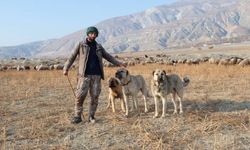 Erzincan’da Besicilerin Çoban Sıkıntısı: 100 Bin Liraya Çoban Bulamıyorlar
