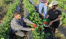 Sason’da Organik Çilek Hasadı Başladı: 400 Aileye Geçim Kapısı Oldu