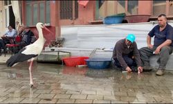 Sadakatin ve Doğanın Güzel Sürprizi: Bilal Leylek Bu Yıl Yavrularıyla Döndü