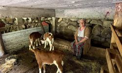 Artvin'de Nadir Görülen Olay: İnek Dördüz Doğurdu, Tatar Ailesi Sevinç Yaşadı