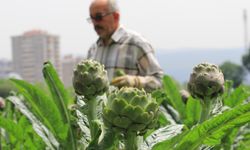 Hasanağa Enginarı Hem Verimiyle Hem Fiyatıyla Yüz Güldürüyor