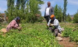 Tütün üreticisi geç gelen avanslar nedeniyle dikime geç başladı
