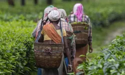 Yaş çay bedeli 2025 yılı için 25,44 TL olarak belirlendi