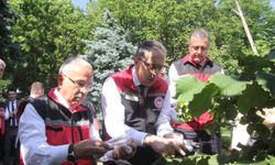 Kahverengi Kokarca ile Mücadelede Ordu’da 245 Bin Samuray Arısı Doğaya Salınıyor