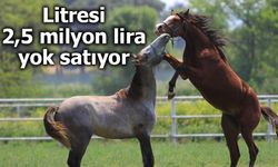 Litresi 2,5 milyon lira yok satıyor
