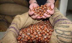 Fındıkta stoklar eriyor, yeni sezonun yolu açılıyor
