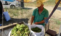 Ordu'da taze fındık tezgahlarda: Kilosu 200 TL