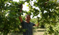 Fındıkta erken hasat uyarısı!