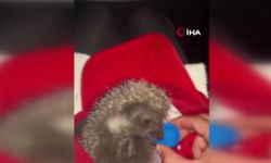Yangın bölgesindeki hayvanların tahliyesi için seferber oldular
