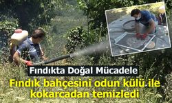 Fındıkta Doğal Mücadele Yöntemi: Kimyasala Karşı Kül!
