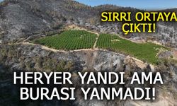 Yangın Her Yeri Sardı, Bir Bahçeye Dokunamadı: Sırrı Sulamada Saklı