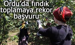 Ordu’da fındık toplamaya rekor başvuru