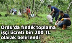 Ordu'da fındık toplama işçi ücreti bin 200 TL olarak belirlendi
