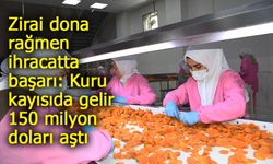 Zirai dona rağmen ihracatta başarı: Kuru kayısıda gelir 150 milyon doları aştı