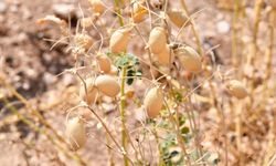 Kırşehir'de hasat tamamladı, çiftçi istediği rekolteye ulaşamadı