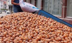 Fındık ihracatında miktar azaldı, gelir arttı!