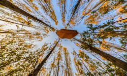 Altın ve kızılın dansı: Erzincan’ın dağları sonbahar güzelliğiyle büyülüyor