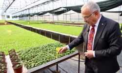 Ordu Büyükşehir Belediyesi 4,6 Milyon Sebze Fidesini Üreticilere Dağıttı