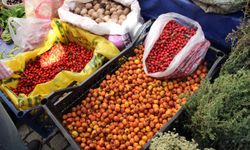 Aydın’ın Dağlarında Yetişen Şifalı Alıç Tezgahlarda Yerini Aldı