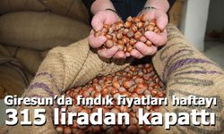 Giresun’da fındık fiyatları haftayı 315 liradan kapattı