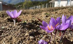 Amasya’da Safran Hasadı: 1 Gramı 500 TL’den Satılıyor