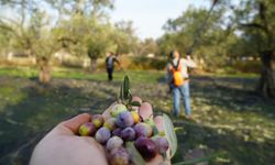 Zeytin Hasadı ve Ara Tatil Buluştu: Ayvalık Sonbaharın Gözdesi Oldu